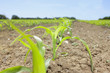 Close up of corn seedlings in field