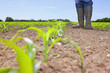 Farmer in wellingtons standing in field with corn seedlings