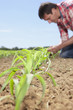 Farmer examining corn seedling in field