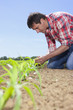 Farmer examining corn seedling in field