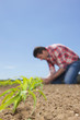 Farmer examining corn seedling in field