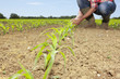 Farmer examining corn seedling in field