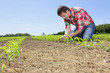 Farmer examining corn seedling in field