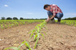 Farmer examining corn seedling in field