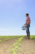 Farmer with watering can in field of corn seedlings