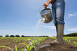 Farmer watering corn seedlings in field with watering can