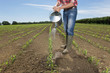 Farmer watering corn seedlings in field with watering can