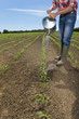 Farmer watering corn seedlings in field with watering can