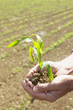 Close up of farmer cupping corn seedling
