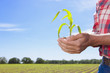 Close up of farmer cupping corn seedling
