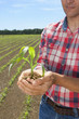 Close up of farmer cupping corn seedling in field