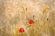 Champs de blé et coquelicots