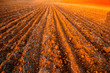 plowed field crops