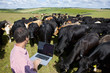 Farmer using laptop among herd of cattle in rural field