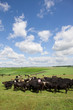Farmer among cattle herd in sunny rural field