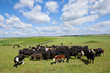 Farmer among cattle herd in sunny rural field