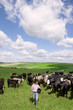 Farmer with bucket among cattle herd in sunny rural field
