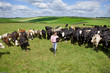 Farmer with bucket among cattle herd in sunny rural field