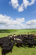 Cattle herd surrounding farmer with bucket in sunny rural scene