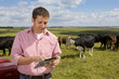 Farmer using digital tablet in sunny rural field with cattle
