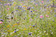 Close up of vibrant wildflowers in sunny field