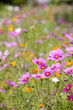 Pink blooming flowers in field of wildflowers