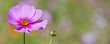 Pink blooming flower in field of wildflowers