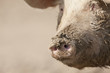Close up of muddy pigճ snout
