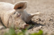 Tranquil pig sleeping in dirt