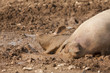 Pigs wallowing in mud
