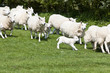 Sheep and lambs running in field