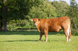 Cow standing in field