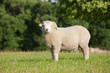 Sheep standing in field