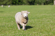 Sheep walking in field