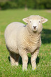 Sheep standing in field