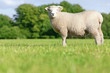 Sheep standing in field