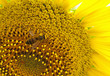 Close up of bee on sunflower