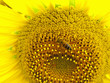 Close up of bee on sunflower
