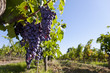 Bunches of purple grapes hanging on vine in vineyard