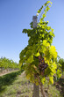 Bunches of purple grapes hanging on vine in vineyard