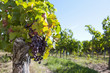 Bunches of purple grapes hanging on vine in vineyard