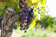 Bunches of purple grapes hanging on vine in vineyard