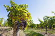 Bunches of purple grapes hanging on vine in vineyard