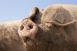 Close up of muddy pigճ snout