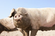 Muddy pig