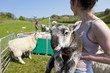 Woman holding newborn lamb in animal pen
