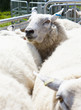 Sheep crowded into animal pen