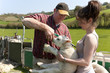Farmer attaching tag to lambճ ear