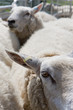 Sheep crowded into animal pen