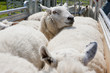 Sheep crowded into animal pen